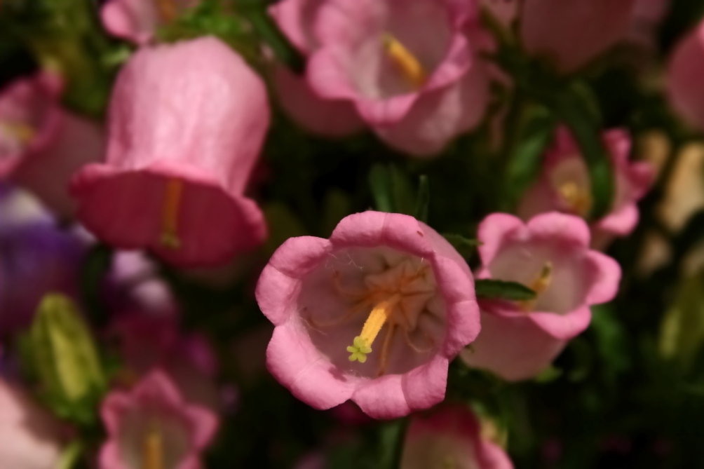 2011 04 26 IMG 28947e